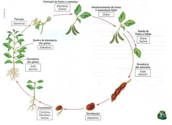 infográfico detalhado que ilustra o ciclo de vida de uma planta leguminosa, provavelmente a soja, de forma