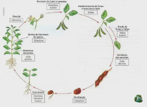 infográfico detalhado que ilustra o ciclo de vida de uma planta leguminosa, provavelmente a soja, de forma