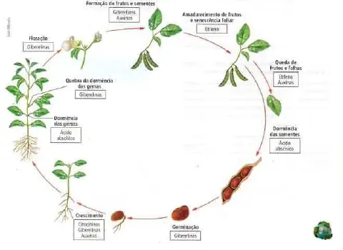 infográfico detalhado que ilustra o ciclo de vida de uma planta leguminosa, provavelmente a soja, de forma