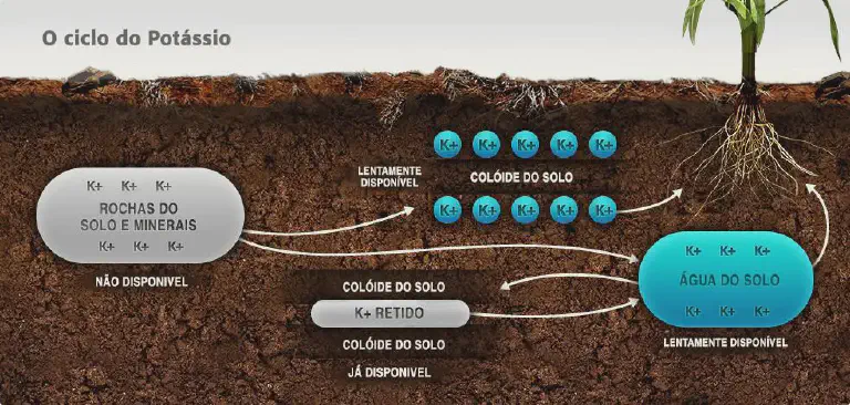 infográfico educativo que ilustra o &#39;Ciclo do Potássio&#39; no solo. Ela exibe um corte transversal do solo, com um