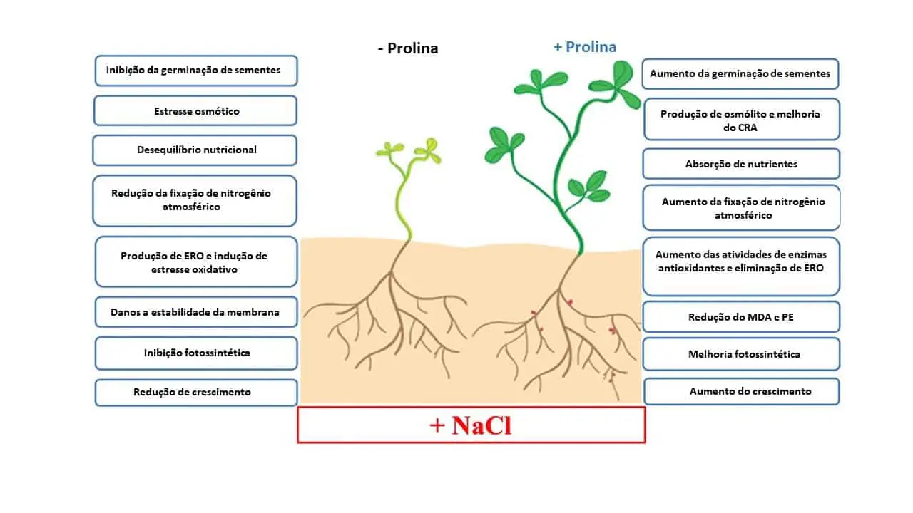 Este infográfico ilustra de forma comparativa o efeito do aminoácido prolina em plantas submetidas a estresse salino, indicad