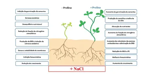 Este infográfico ilustra de forma comparativa o efeito do aminoácido prolina em plantas submetidas a estresse salino, indicad