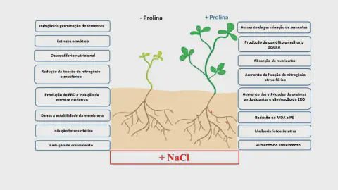 Este infográfico ilustra de forma comparativa o efeito do aminoácido prolina em plantas submetidas a estresse salino, indicad