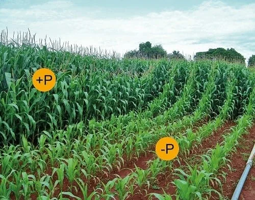 uma lavoura de milho dividida em duas seções para demonstrar visualmente o impacto da adubação com fósforo. À