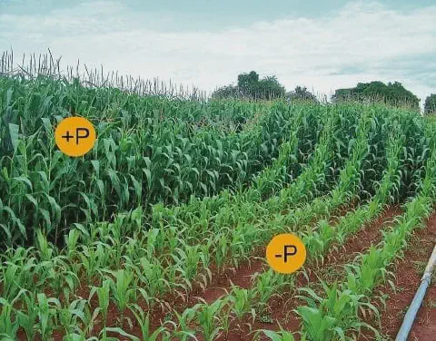 uma lavoura de milho dividida em duas seções para demonstrar visualmente o impacto da adubação com fósforo. À