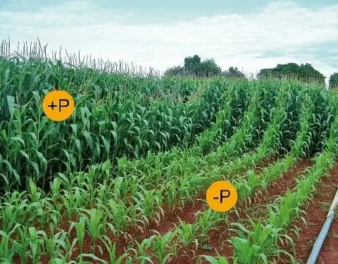 uma lavoura de milho dividida em duas seções para demonstrar visualmente o impacto da adubação com fósforo. À