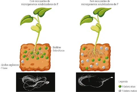 infográfico comparativo que ilustra o efeito de inoculantes de microrganismos solubilizadores de fósforo (P) no