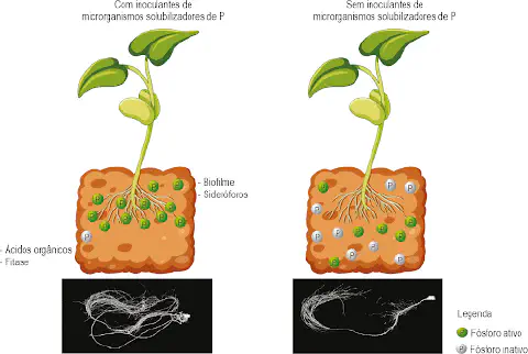 infográfico comparativo que ilustra o efeito de inoculantes de microrganismos solubilizadores de fósforo (P) no