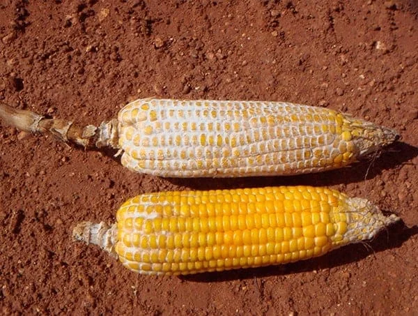 duas espigas de milho sobre um solo de terra avermelhada, típico de áreas agrícolas. Há um contraste nítido en