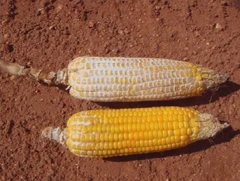 duas espigas de milho sobre um solo de terra avermelhada, típico de áreas agrícolas. Há um contraste nítido en