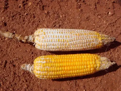 duas espigas de milho sobre um solo de terra avermelhada, típico de áreas agrícolas. Há um contraste nítido en