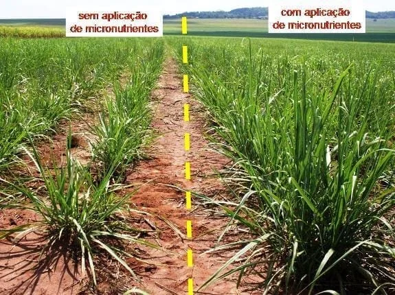 comparativo visual direto em uma lavoura, provavelmente de cana-de-açúcar, dividida em duas seções por uma