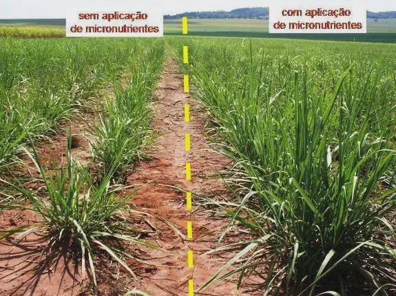 O Impacto dos Micronutrientes na Lavoura: Veja a Diferença comparativo visual direto em uma lavoura, provavelmente de cana-de-açúcar, dividida em duas seções por uma