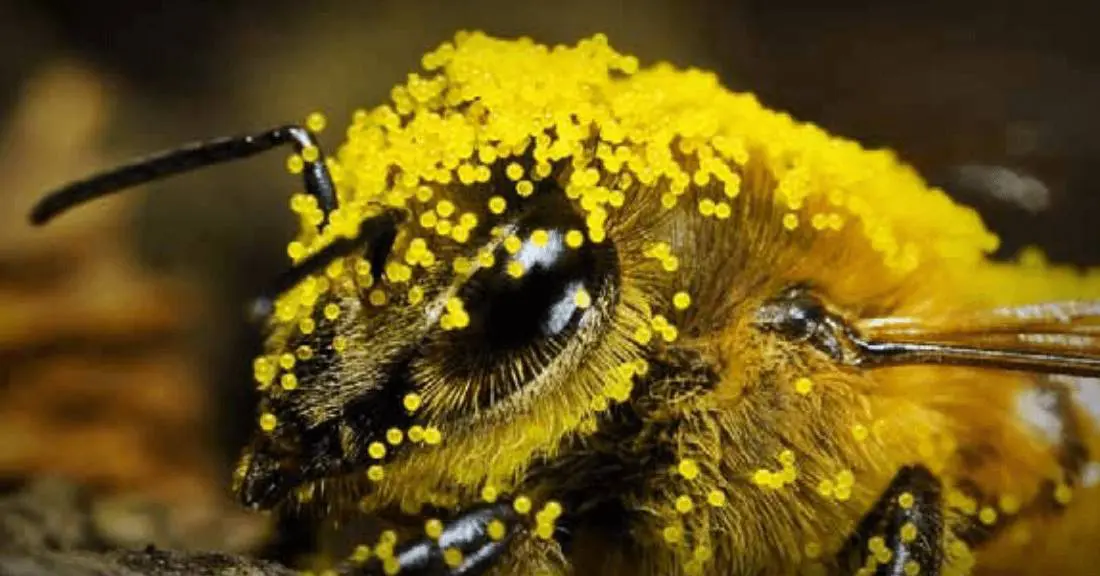 fotografia macro de uma abelha, com a cabeça e o tórax completamente cobertos por minúsculos grãos de pólen am