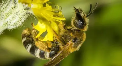 Esta é uma imagem macro de alta qualidade que captura uma abelha em pleno ato de polinização. O inseto, com seu corpo peludo