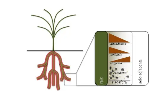 O que é a rizosfera e sua importância para a agricultura diagrama esquemático que ilustra o conceito de rizosfera, a região do solo que está sob influência dire
