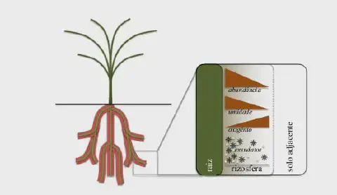 diagrama esquemático que ilustra o conceito de rizosfera, a região do solo que está sob influência dire