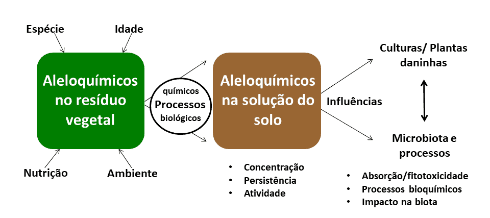 fluxograma detalhado que explica o processo de alelopatia na agricultura. O diagrama começa mostrando q