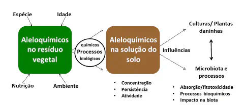 fluxograma detalhado que explica o processo de alelopatia na agricultura. O diagrama começa mostrando q