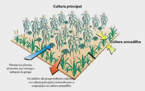 diagrama ilustrativo que explica a técnica agrícola da 'cultura armadilha' como parte do Manejo Integrado de Pr