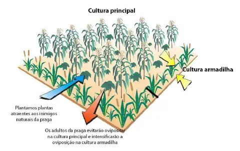 diagrama ilustrativo que explica a técnica agrícola da 'cultura armadilha' como parte do Manejo Integrado de Pr