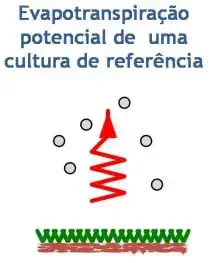 diagrama científico simplificado que ilustra o conceito de 'Evapotranspiração potencial de uma cultura de refer