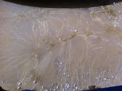 close-up detalhado do micélio do fungo *Sclerotinia sclerotiorum*, o agente causador da doença conhecida c