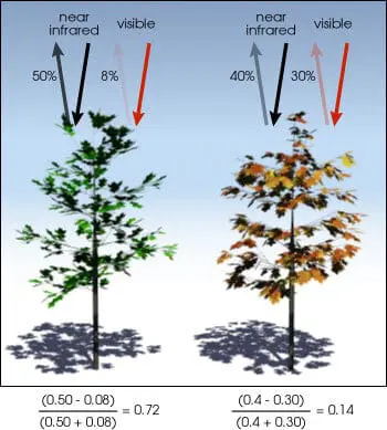 infográfico que ilustra o princípio do Índice de Vegetação por Diferença Normalizada (NDVI). Ela compara duas á