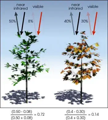 infográfico que ilustra o princípio do Índice de Vegetação por Diferença Normalizada (NDVI). Ela compara duas á