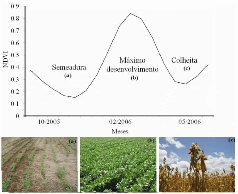 correlação entre o Índice de Vegetação por Diferença Normalizada (NDVI) e os estágios fenológicos de uma c