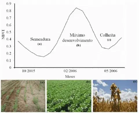 correlação entre o Índice de Vegetação por Diferença Normalizada (NDVI) e os estágios fenológicos de uma c