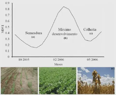 correlação entre o Índice de Vegetação por Diferença Normalizada (NDVI) e os estágios fenológicos de uma c