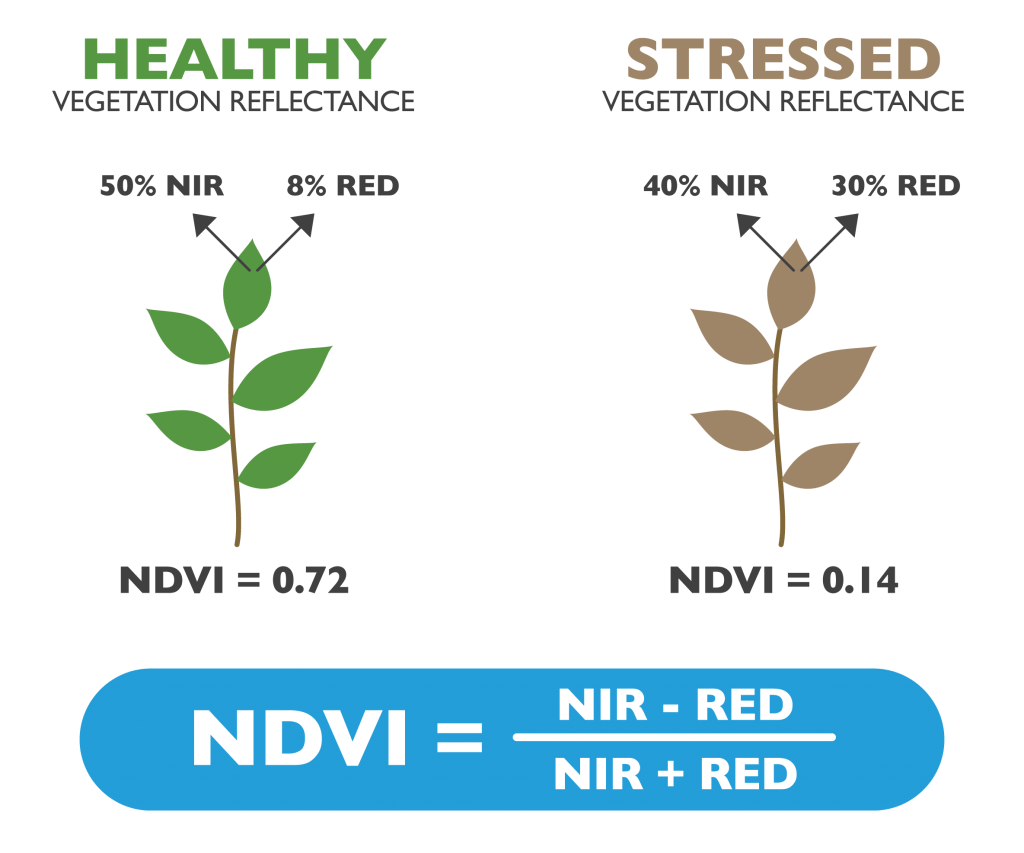 Este infográfico educacional explica o conceito do Índice de Vegetação por Diferença Normalizada (NDVI), uma métrica crucial