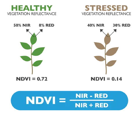 Este infográfico educacional explica o conceito do Índice de Vegetação por Diferença Normalizada (NDVI), uma métrica crucial