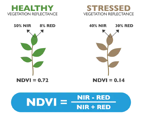 Este infográfico educacional explica o conceito do Índice de Vegetação por Diferença Normalizada (NDVI), uma métrica crucial