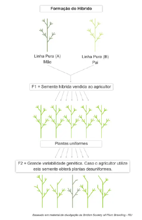 infográfico didático que ilustra o processo de formação de sementes híbridas na agricultura. O diagrama começa