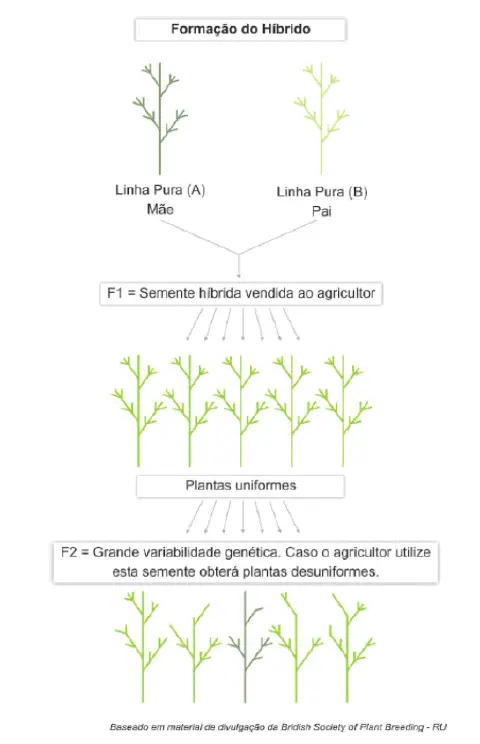 infográfico didático que ilustra o processo de formação de sementes híbridas na agricultura. O diagrama começa