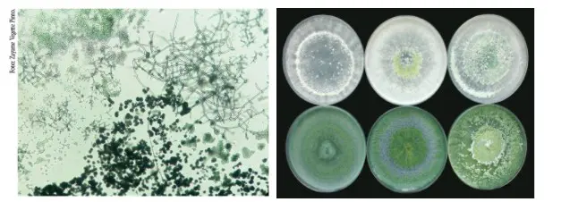 O que é Trichoderma: fungo para controle biológico composição que ilustra o fungo Trichoderma, um importante agente de controle biológico na agricultura. À esq