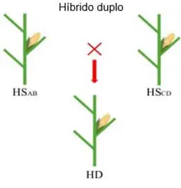 diagrama esquemático que ilustra o processo de criação de um ‘Híbrido duplo’ (HD) em plantas, provavelmente mil