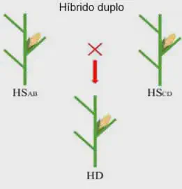 diagrama esquemático que ilustra o processo de criação de um 'Híbrido duplo' (HD) em plantas, provavelmente mil