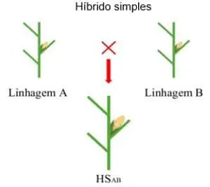 diagrama didático que ilustra o processo de criação de um ‘Híbrido Simples’, um conceito fundamental no melhora