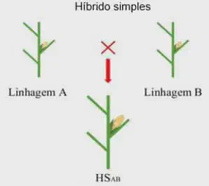 diagrama didático que ilustra o processo de criação de um 'Híbrido Simples', um conceito fundamental no melhora