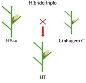 diagrama esquemático que ilustra o processo de criação de um milho ‘híbrido triplo’. No topo, vemos duas planta