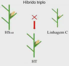 diagrama esquemático que ilustra o processo de criação de um milho 'híbrido triplo'. No topo, vemos duas planta