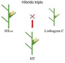 diagrama esquemático que ilustra o processo de criação de um milho 'híbrido triplo'. No topo, vemos duas planta