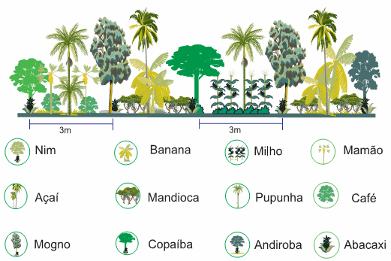 ilustração didática que representa um Sistema Agroflorestal (SAF), um modelo de agricultura sustentável que co