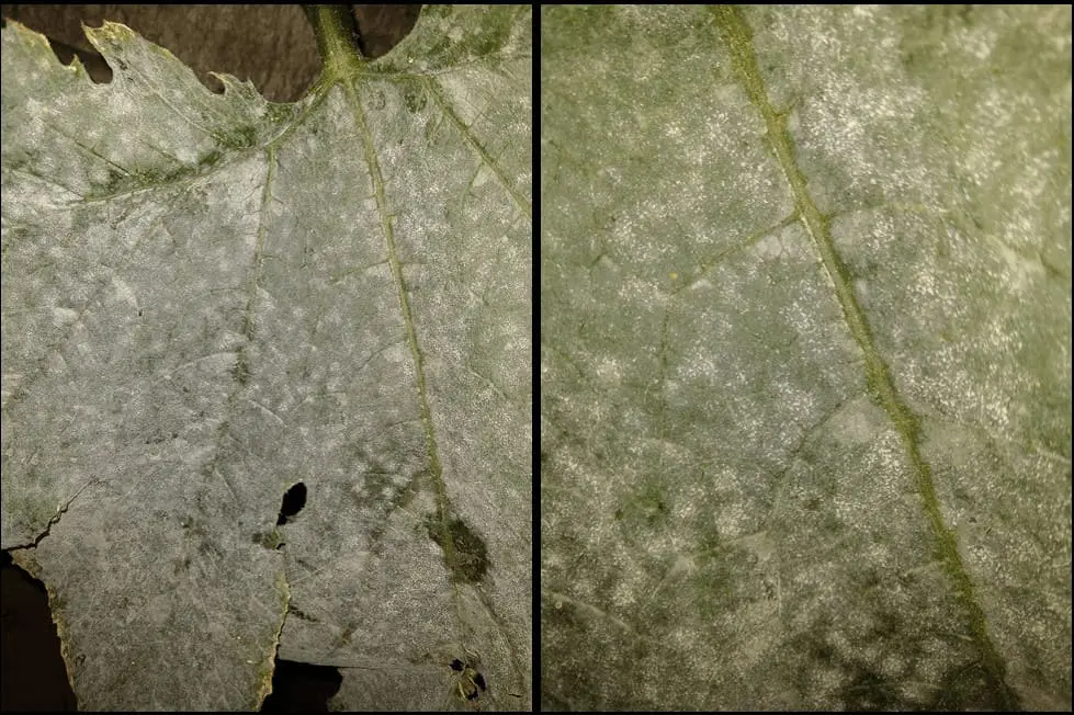 composição de dois painéis que mostram um close-up detalhado de uma folha de planta, provavelmente de uma cucu