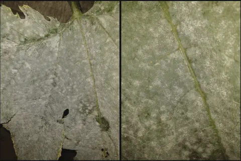 composição de dois painéis que mostram um close-up detalhado de uma folha de planta, provavelmente de uma cucu