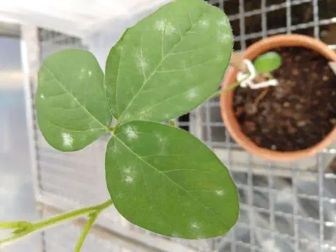 close-up de uma folha trifoliolada de uma planta jovem, provavelmente soja, apresentando sintomas claros de