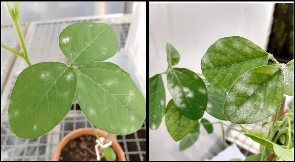 composição de duas fotografias que mostram, em close-up, folhas de soja afetadas por oídio, uma doença fúngica